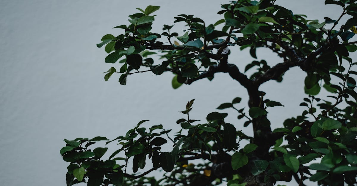 découvrez tout ce qu'il faut savoir sur le pruning : techniques, avantages et conseils pour tailler efficacement vos plantes, arbres et arbustes afin de favoriser leur croissance et leur santé.