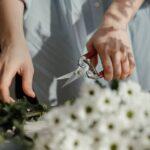 Comment bien tailler votre hortensia pour une floraison éclatante découvrez les techniques de pruning pour entretenir et améliorer la croissance de vos plantes ou arbres. conseils, méthodes et astuces pour réussir la taille efficacement.