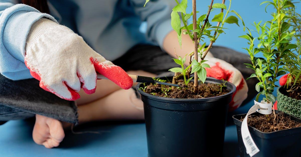 découvrez tout sur le pruning : des conseils pratiques pour tailler vos plantes, arbustes et arbres afin de favoriser leur croissance, améliorer leur santé et obtenir une floraison abondante.