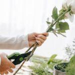 Maîtriser l'art de tailler la clématite pour une floraison éclatante découvrez les techniques de pruning pour entretenir vos plantes, améliorer leur croissance et favoriser une floraison abondante. conseils d’experts et astuces pratiques pour réussir la taille de vos arbustes, arbres et jardins.