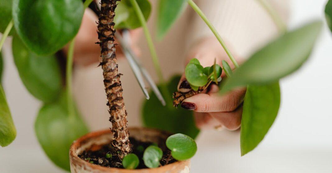 découvrez l'art de la taille des plantes : techniques, conseils et bénéfices pour un jardin florissant. améliorez la santé de vos végétaux et favorisez leur croissance avec nos astuces de pro.