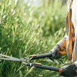 découvrez tout sur le pruning : méthodes, conseils et avantages pour entretenir et optimiser la croissance de vos plantes, arbres ou arbustes.