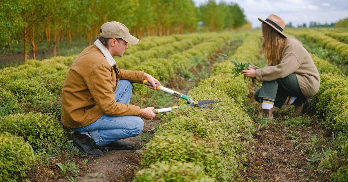 découvrez l'art du pruning : techniques, conseils et bonnes pratiques pour tailler vos plantes, arbustes ou arbres et favoriser leur croissance saine. idéal pour jardiniers débutants et passionnés.