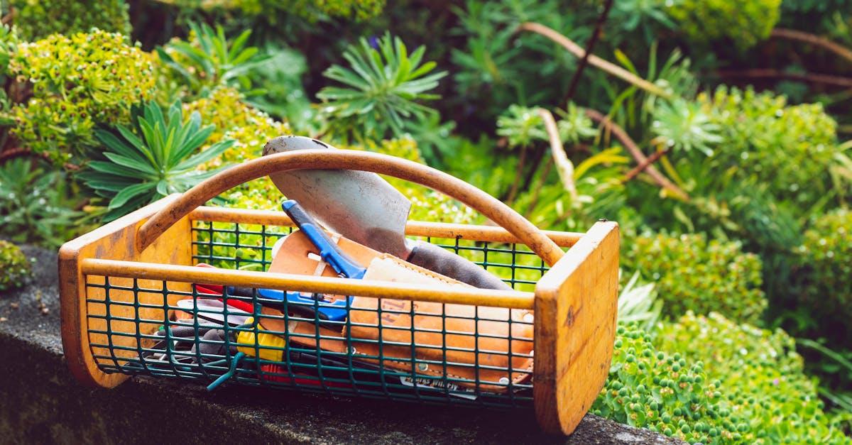 découvrez tout ce qu'il faut savoir sur le pruning : techniques, conseils et avantages pour optimiser la croissance et la santé de vos plantes et arbres.