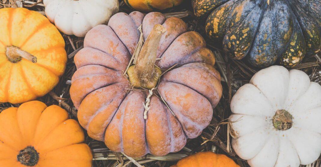 découvrez tout sur les citrouilles : origine, variétés, recettes et astuces pour les cultiver dans votre jardin. explorez l'univers fascinant de ce symbole d'halloween et des délices automnaux.