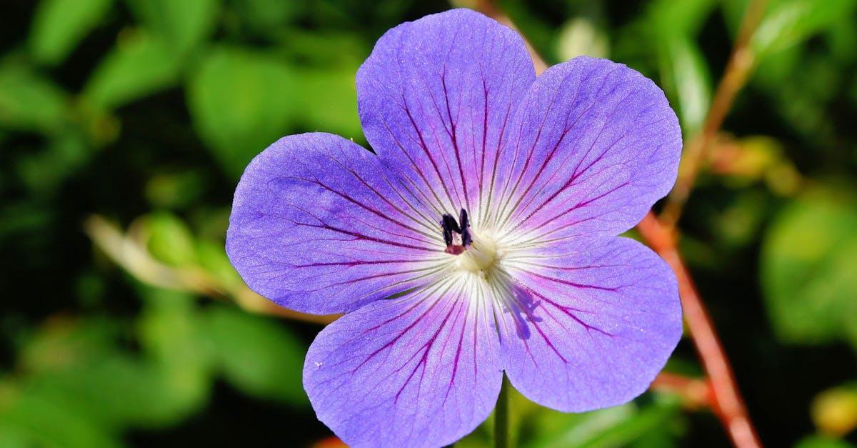 découvrez la beauté des feuillages pourpres, des plantes au feuillage violet qui apportent une touche élégante et originale à votre jardin ou intérieur. conseils d’entretien et idées d’aménagement inclus.