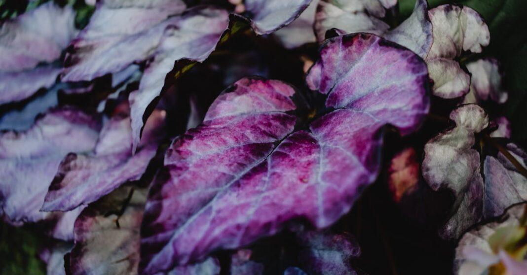 découvrez la beauté unique des feuillages pourpres : variétés de plantes, conseils d’entretien et idées déco pour sublimer votre jardin ou intérieur avec des touches de violet élégant.