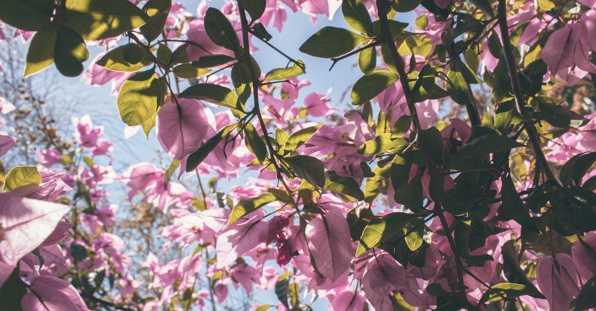 découvrez la beauté du feuillage pourpre : conseils, inspirations et variétés de plantes aux feuilles violettes pour sublimer votre jardin ou intérieur.