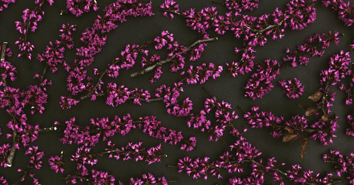 découvrez les plus belles plantes à feuillage pourpre pour sublimer votre jardin ou votre intérieur. conseils, exemples et inspirations pour intégrer le purple foliage dans votre décor végétal.