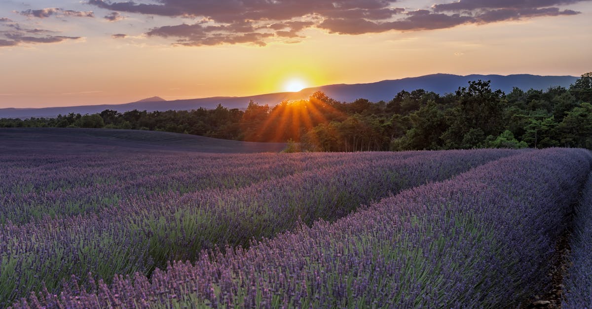découvrez les meilleures pratiques pour la culture du quinoa : étapes de plantation, besoins en sol et en eau, conseils de récolte et astuces pour une production réussie de quinoa en france ou ailleurs.