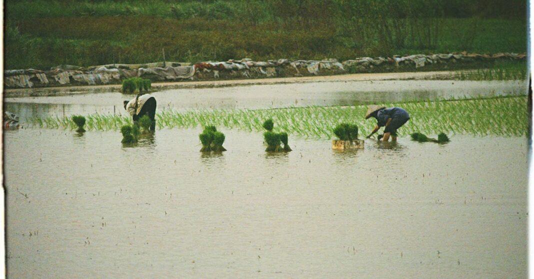 découvrez comment cultiver le quinoa avec succès : conseils pour la plantation, l’entretien, la récolte et les conditions idéales afin de profiter de cette graine nutritive dans votre potager.