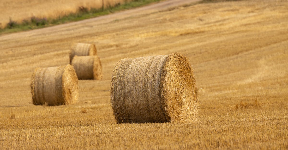 découvrez les étapes essentielles de la culture du quinoa, depuis la préparation du sol jusqu’à la récolte, ainsi que des conseils pour obtenir un rendement optimal et une croissance saine de cette céréale nutritive.