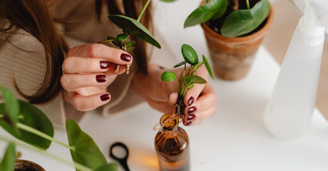 découvrez comment multiplier la rhubarbe facilement grâce à différentes techniques de propagation : division de touffes, bouturage et conseils pratiques pour obtenir de belles plantes vigoureuses dans votre jardin.