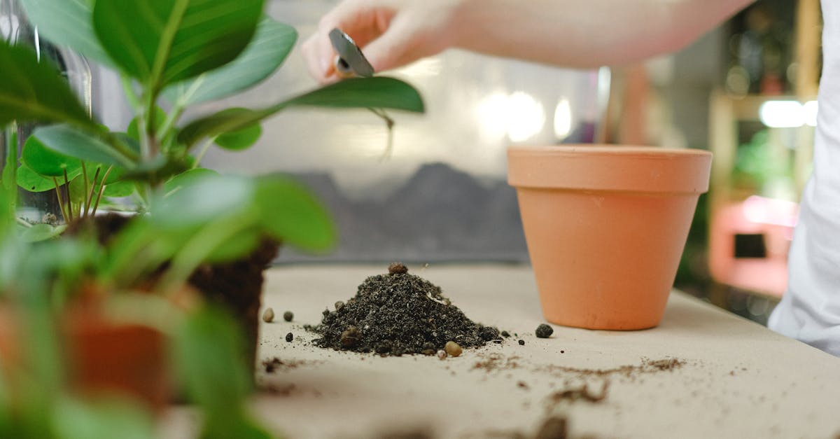 découvrez comment multiplier la rhubarbe facilement chez vous grâce à des techniques simples de propagation. conseils pratiques, étapes et astuces pour réussir la culture de la rhubarbe au jardin.