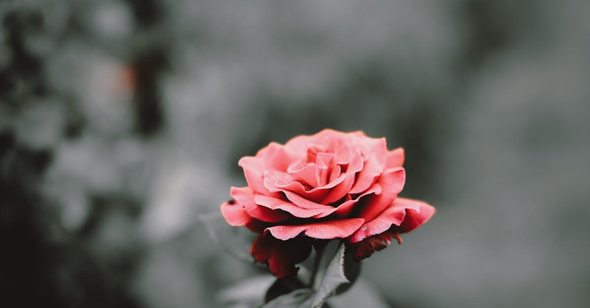 découvrez l'art de la taille des rosiers avec nos conseils pratiques et techniques. apprenez à couper vos rosiers pour favoriser leur floraison et leur santé. idéal pour les jardiniers débutants et expérimentés.