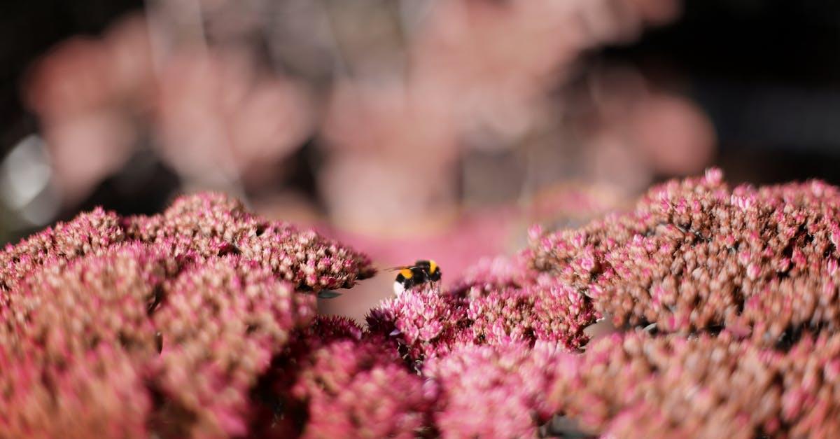 découvrez le sedum, une plante succulente résistante et facile d'entretien, idéale pour embellir vos jardins ou balcons. explorez ses variétés colorées et ses propriétés ornementales, parfaites pour les jardins secs ou en pot.