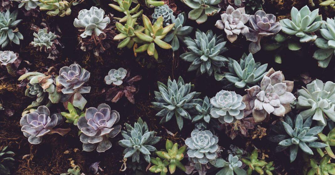 découvrez le sedum, une plante succulente fascinante et polyvalente, parfaite pour embellir votre jardin ou votre intérieur. apprenez à l'entretenir, à l'exploiter dans vos arrangements floraux et à profiter de sa résistance à la sécheresse.
