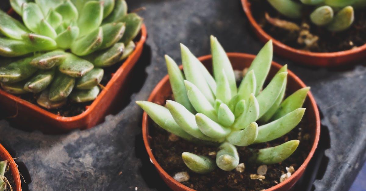 découvrez le sedum, une plante succulente résistante et peu exigeante, idéale pour embellir vos jardins. apprenez à l'entretenir et à l'intégrer dans vos aménagements paysagers.