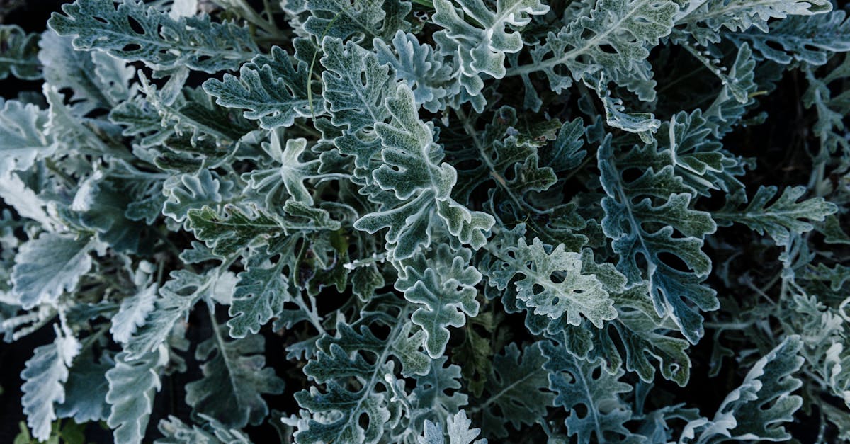 découvrez l'élégance du feuillage argenté, un ajout intemporel et sophistiqué à votre jardin. explorez les variétés de plantes aux feuilles argentées qui apporteront une touche de lumière et de contraste à vos aménagements paysagers. idéal pour créer des harmonies visuelles uniques, ce feuillage se marie parfaitement avec d'autres couleurs et formes.