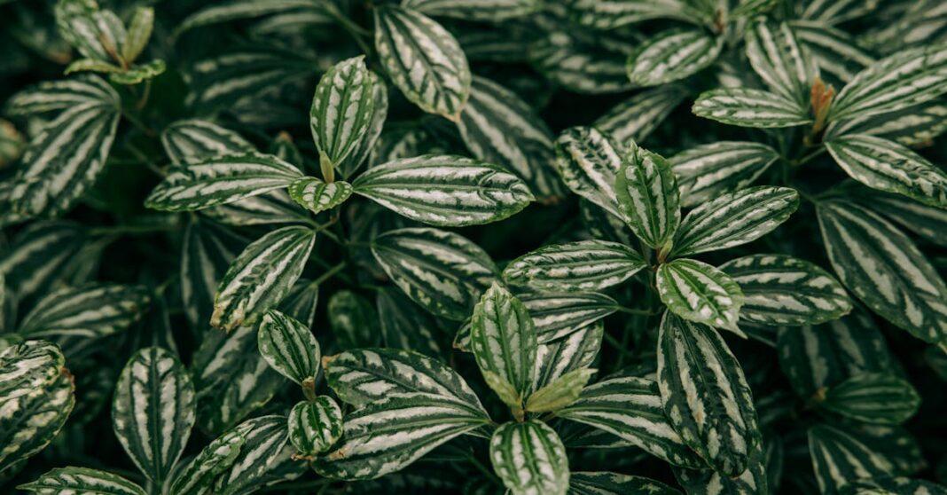 découvrez l'élégance des feuillages argentés qui apportent une touche de sophistication à votre jardin. explorez les variétés uniques, les conseils d'entretien et l'impact visuel des plantes à feuillage argenté dans nos articles dédiés.