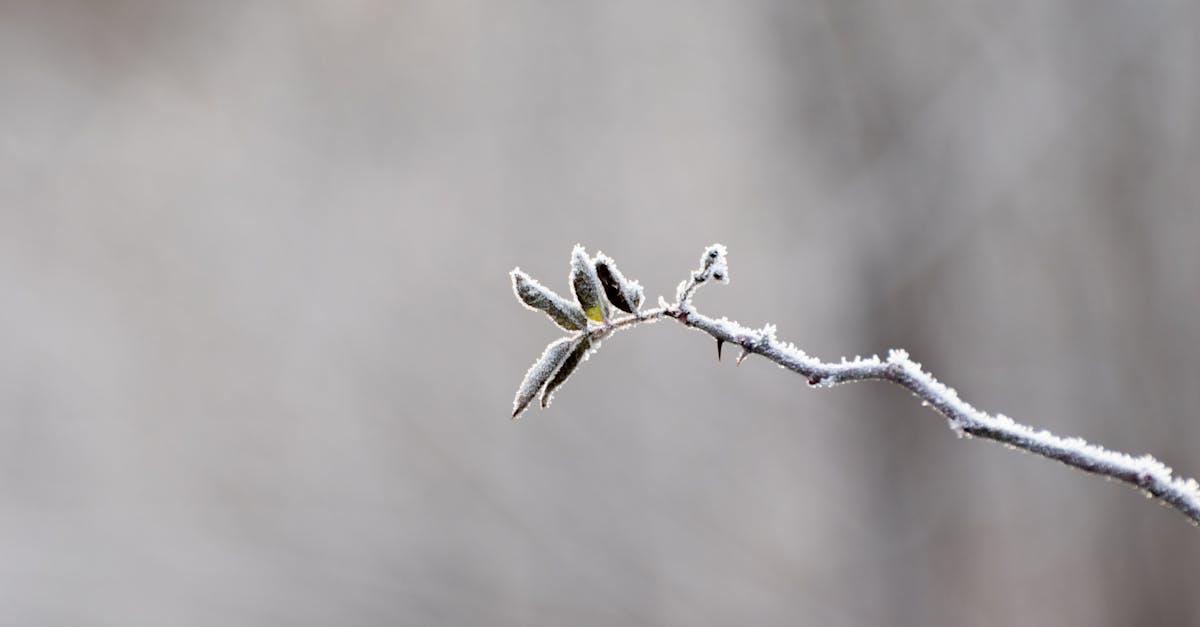 découvrez la beauté du feuillage argenté avec notre sélection de plantes aux feuilles spectaculaires. idéales pour illuminer votre jardin ou votre intérieur, ces plantes apportent une touche d'élégance et de modernité. explorez notre collection et laissez-vous séduire par leurs nuances chatoyantes et leur entretien facile.