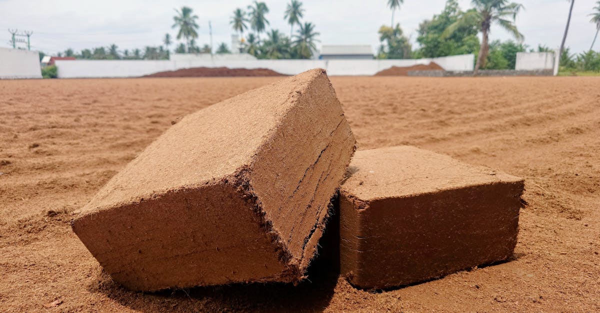 découvrez comment la régénération des sols permet de restaurer la fertilité, préserver la biodiversité et améliorer la productivité agricole de manière durable. conseils et solutions innovantes pour un sol sain et vivant.