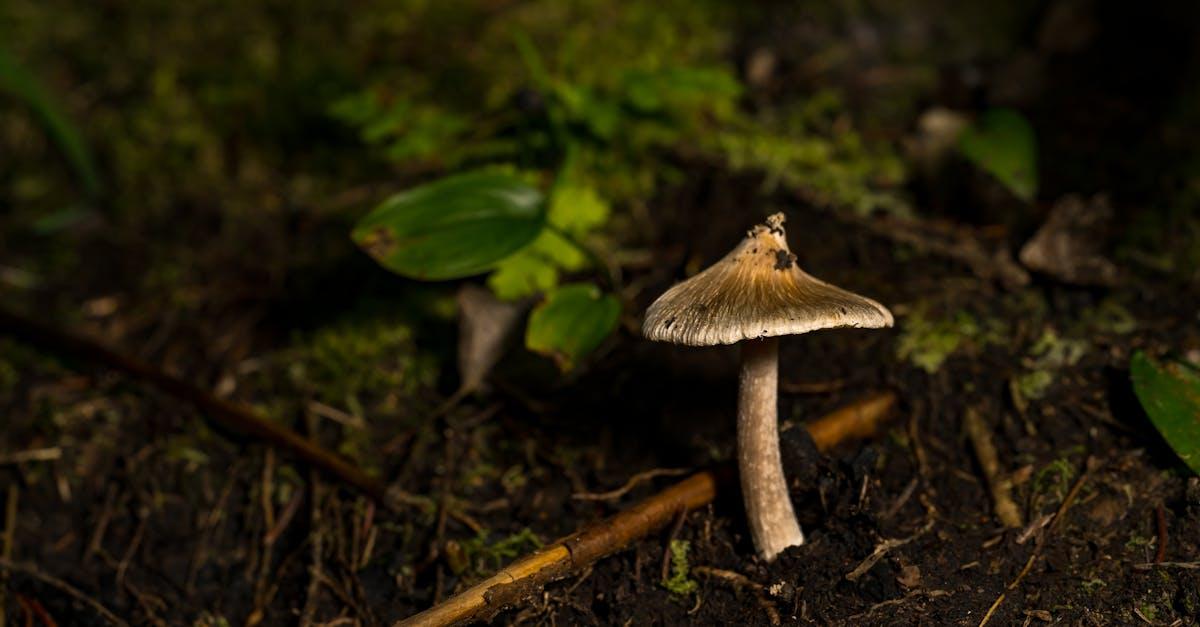 découvrez comment la régénération des sols permet d'améliorer la fertilité, préserver l'environnement et favoriser une agriculture durable grâce à des techniques naturelles et innovantes.