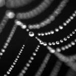 Senecio rowleyanus : guide pratique pour cultiver la plante collier de perles découvrez la signification et l'élégance du collier « string of pearls », un bijou classique composé de perles soigneusement sélectionnées qui sublime toutes les tenues avec raffinement.