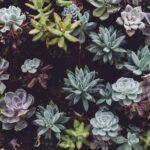 découvrez tout sur les plantes succulentes : conseils d'entretien, variétés populaires et astuces pour sublimer votre intérieur avec ces plantes faciles à vivre.