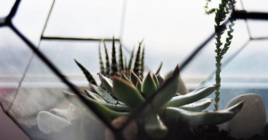 découvrez l'univers fascinant des terrariums, des écosystèmes miniatures qui embellissent votre intérieur tout en apportant une touche de nature. apprenez à créer et à entretenir ces jardins de verre uniques, parfaits pour tous les passionnés de plantes et de décoration.