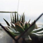 Créer un terrarium humide en 8 étapes simples découvrez l'univers fascinant des terrariums, des écosystèmes miniatures qui embellissent votre intérieur tout en apportant une touche de nature. apprenez à créer et à entretenir ces jardins de verre uniques, parfaits pour tous les passionnés de plantes et de décoration.