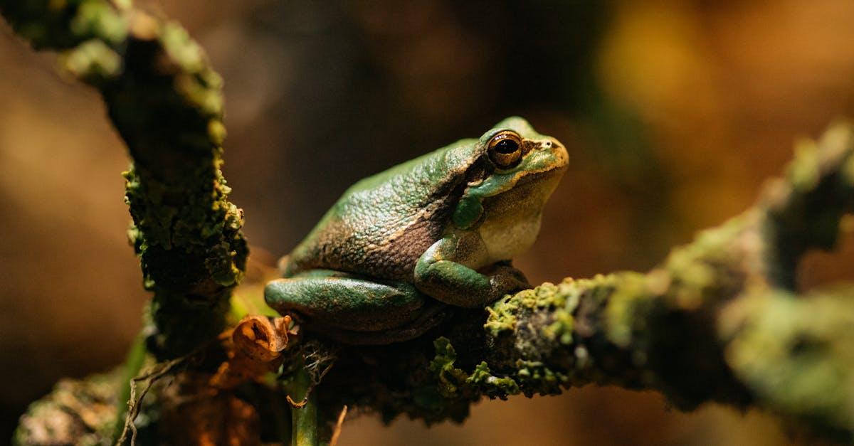 découvrez l'univers fascinant des terrariums : un écosystème miniature à créer chez vous. apprenez à concevoir et entretenir votre propre jardin sous verre, avec des conseils sur les plantes, le design et l'entretien pour sublimer votre intérieur.
