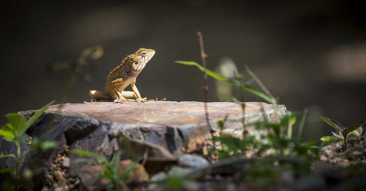 découvrez l'univers fascinant des terrariums : des écosystèmes miniatures qui apportent une touche de nature à votre intérieur. apprenez à créer et entretenir votre propre terrarium pour égayer votre décoration avec des plantes variées et des éléments décoratifs.