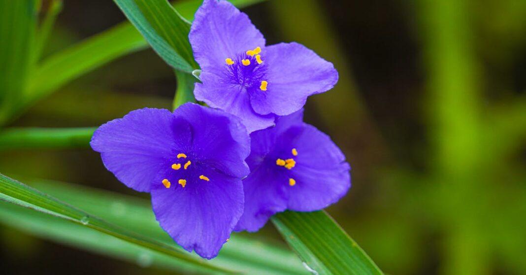 découvrez la tradescantia, une plante d’intérieur facile à entretenir aux feuilles colorées et décoratives. conseils d’entretien, arrosage, exposition et astuces pour cultiver une tradescantia en pleine santé chez vous.