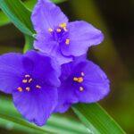découvrez la tradescantia, une plante d’intérieur facile à entretenir aux feuilles colorées et décoratives. conseils d’entretien, arrosage, exposition et astuces pour cultiver une tradescantia en pleine santé chez vous.
