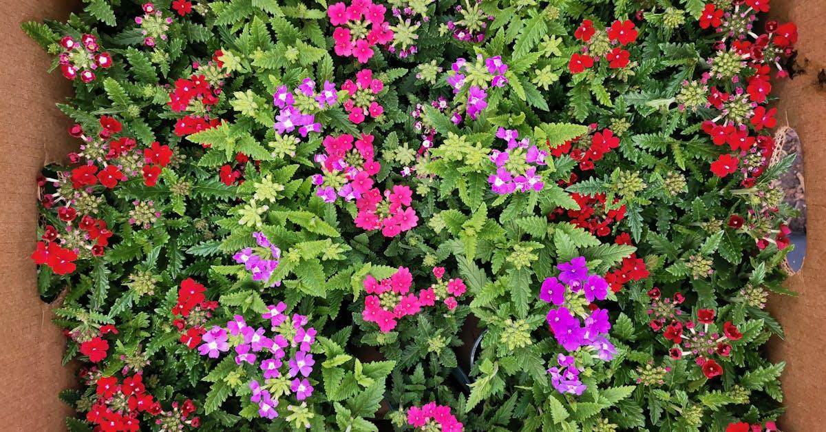 découvrez la verbena, une plante aromatique reconnue pour ses propriétés apaisantes et ses bienfaits en infusion. apprenez comment l'utiliser au quotidien pour améliorer votre bien-être et profiter de sa saveur délicate.