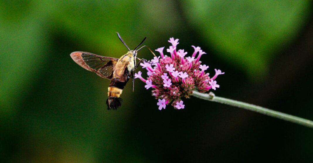 découvrez la verbena, une plante aromatique aux multiples bienfaits pour la santé et la cuisine. apprenez tout sur ses vertus, son utilisation et ses méthodes de culture.