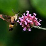 Découvrez la verveine de Buenos Aires : guide complet pour cultiver la verbena bonariensis découvrez la verbena, une plante aromatique aux multiples bienfaits pour la santé et la cuisine. apprenez tout sur ses vertus, son utilisation et ses méthodes de culture.