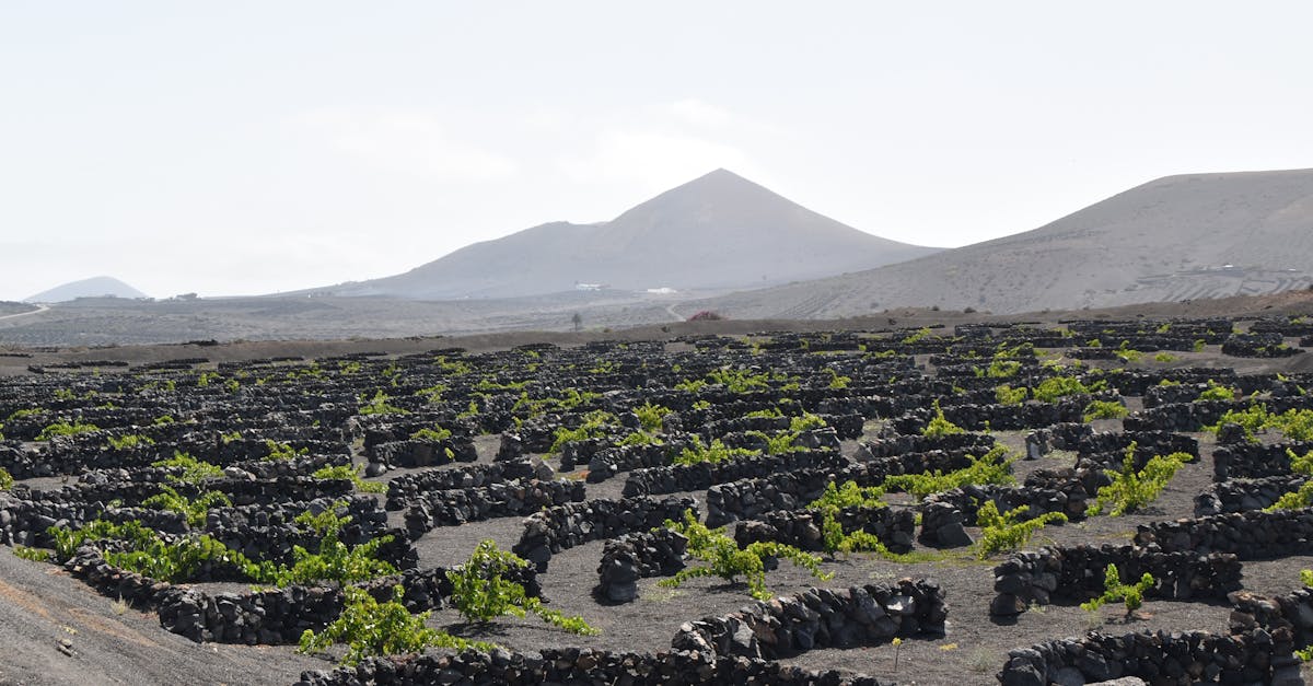 découvrez l'univers captivant de la pêche à la vigne, une technique unique alliant tradition et aventure. apprenez des astuces, des conseils pratiques et les meilleurs spots pour profiter pleinement de cette expérience enrichissante en pleine nature.