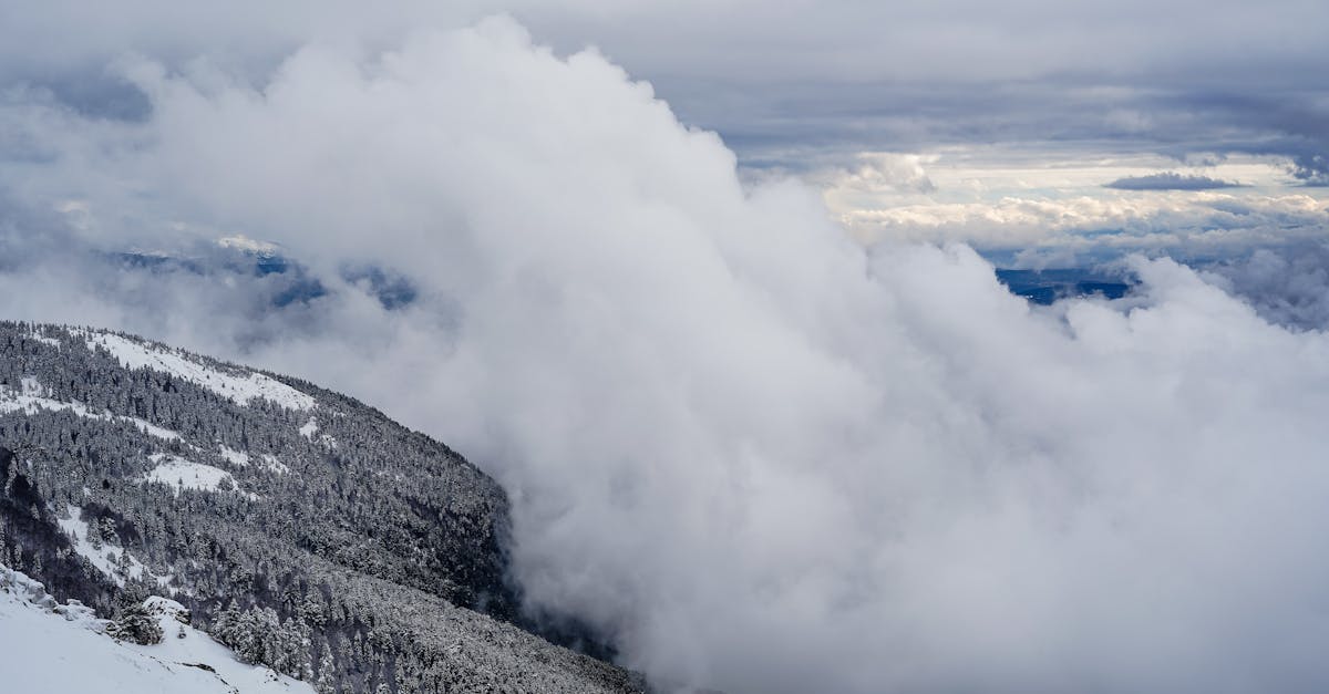 découvrez le winter honeysuckle, une plante hivernale aux délicates fleurs parfumées, idéale pour égayer votre jardin et offrir un doux parfum même en pleine saison froide.