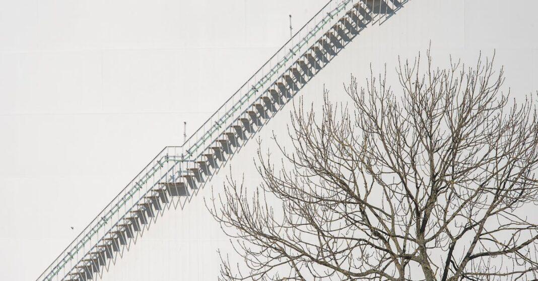 découvrez le winter honeysuckle, un chèvrefeuille d’hiver au parfum délicat qui fleurit même par temps froid. apprenez comment le cultiver et profiter de sa floraison hivernale dans votre jardin.