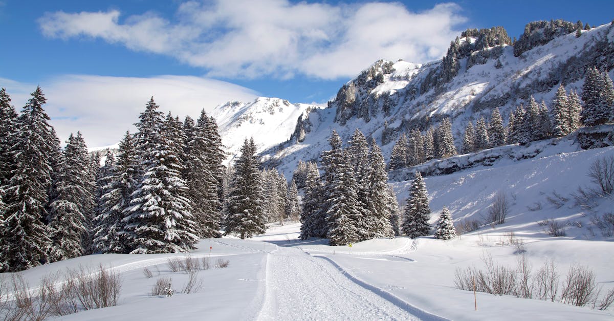 découvrez le winter honeysuckle, un chèvrefeuille d’hiver apprécié pour ses fleurs délicatement parfumées qui s’épanouissent dès la fin de l’hiver. idéal pour illuminer votre jardin durant la saison froide.