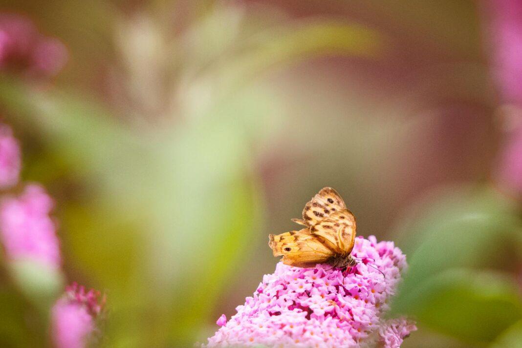 A delicate butterfly rests on a vibrant pink flower surrounded by lush greenery, epitomizing spring's beauty.