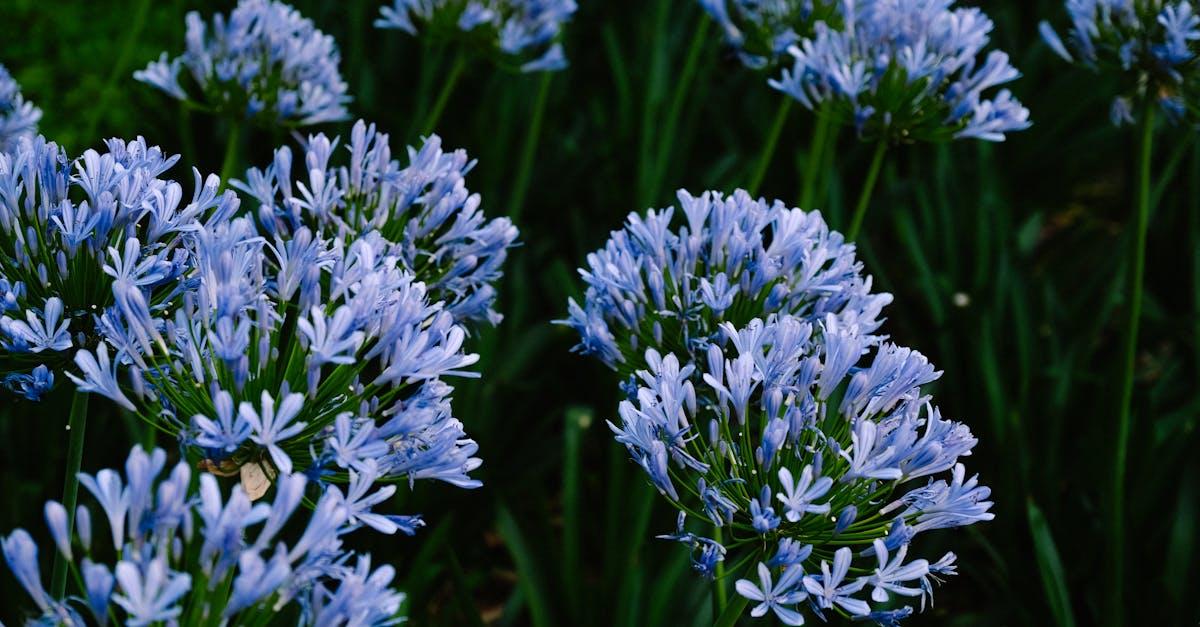 découvrez tout sur l'agapanthus : une plante d'extérieur élégante aux fleurs bleues ou blanches, facile à cultiver, idéale pour égayer jardins et balcons. conseils de plantation, entretien et floraison.