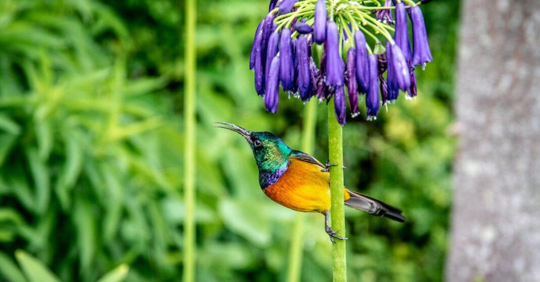 découvrez l’agapanthus, une plante vivace aux superbes fleurs bleues ou blanches, idéale pour embellir jardins et terrasses. conseils de culture, entretien et variétés pour profiter de sa floraison estivale spectaculaire.