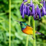 Le guide pratique pour savoir quand et comment diviser vos agapanthes découvrez l’agapanthus, une plante vivace aux superbes fleurs bleues ou blanches, idéale pour embellir jardins et terrasses. conseils de culture, entretien et variétés pour profiter de sa floraison estivale spectaculaire.