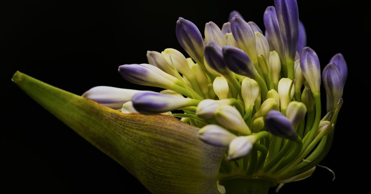 découvrez l'agapanthus, une plante vivace aux superbes fleurs bleues ou blanches, idéale pour égayer jardins et terrasses. conseils d'entretien, plantation et floraison.
