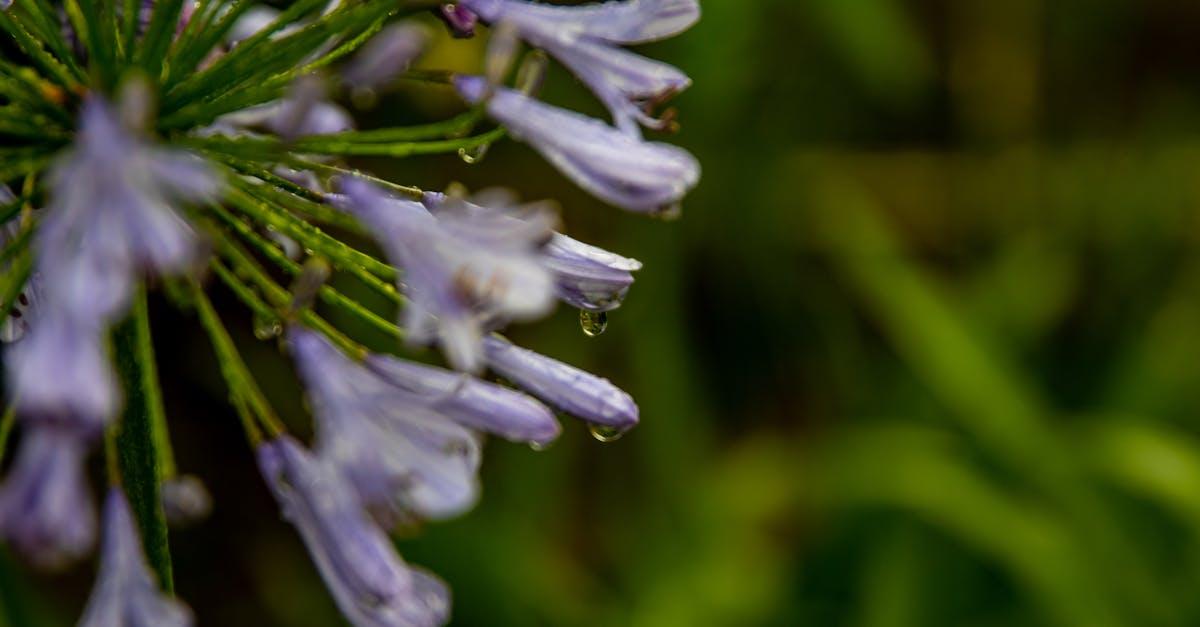 découvrez l'agapanthus, une plante élégante aux fleurs bleues ou blanches, facile à cultiver. conseils de plantation, entretien et idées déco pour sublimer votre jardin ou terrasse.