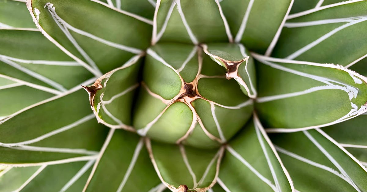 découvrez l’agave, une plante succulente originaire du mexique, reconnue pour ses utilisations variées : sucrants naturels, spiritueux tels que la tequila, et éléments décoratifs. explorez ses bienfaits, ses modes de culture et ses usages en cuisine.