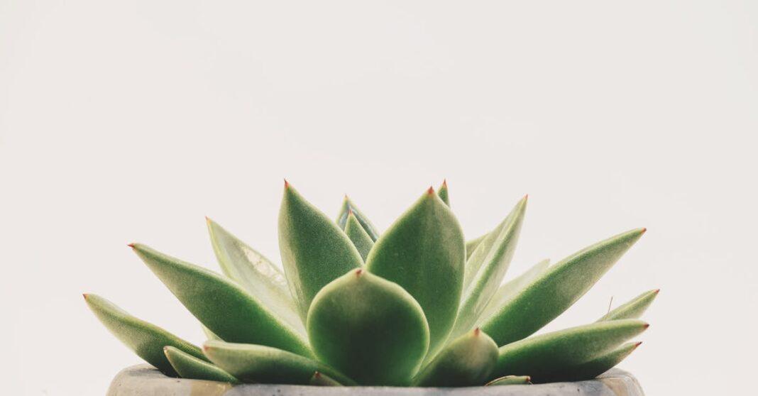 découvrez l'agave, une plante succulente originaire du mexique, prisée pour sa beauté ornementale et ses usages variés, notamment dans la production de tequila, sirop naturel et fibres textiles.